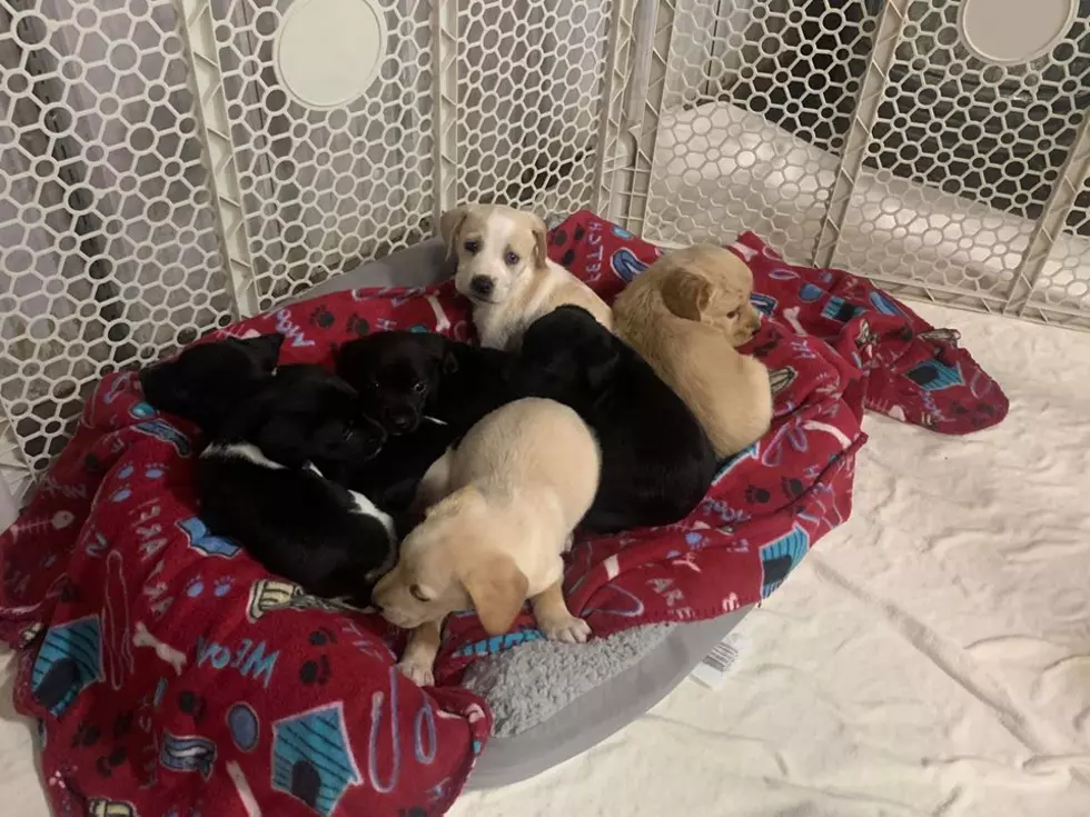 Donations Needed For Litter of Puppies Dumped at Henderson Park 