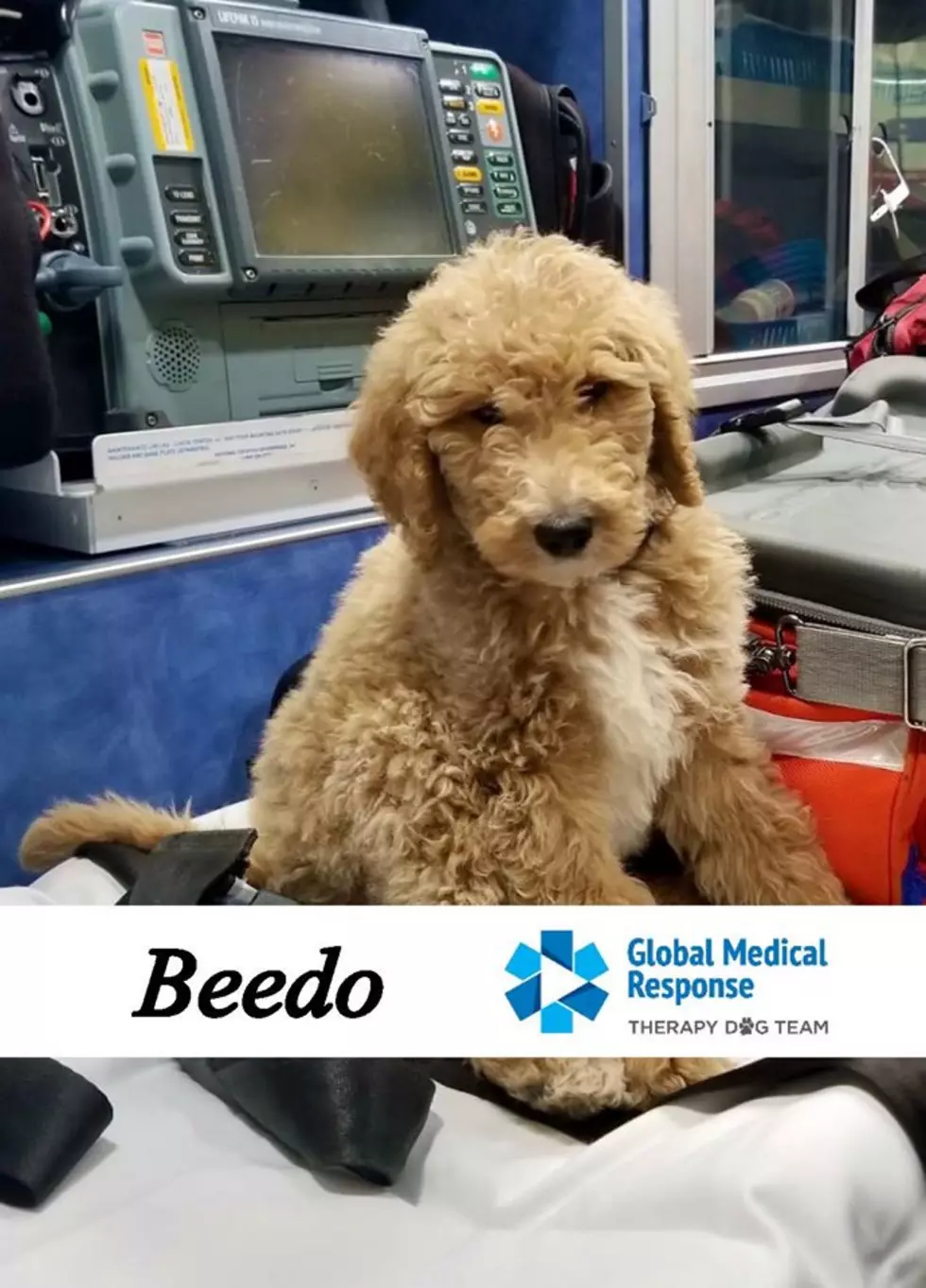 Evansville EMS Provider Gets a Therapy Dog, Meet Beedo