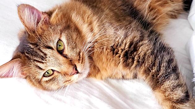 Pandemic Break: 5 Adorable Cats To Follow On Instagram Right Meow