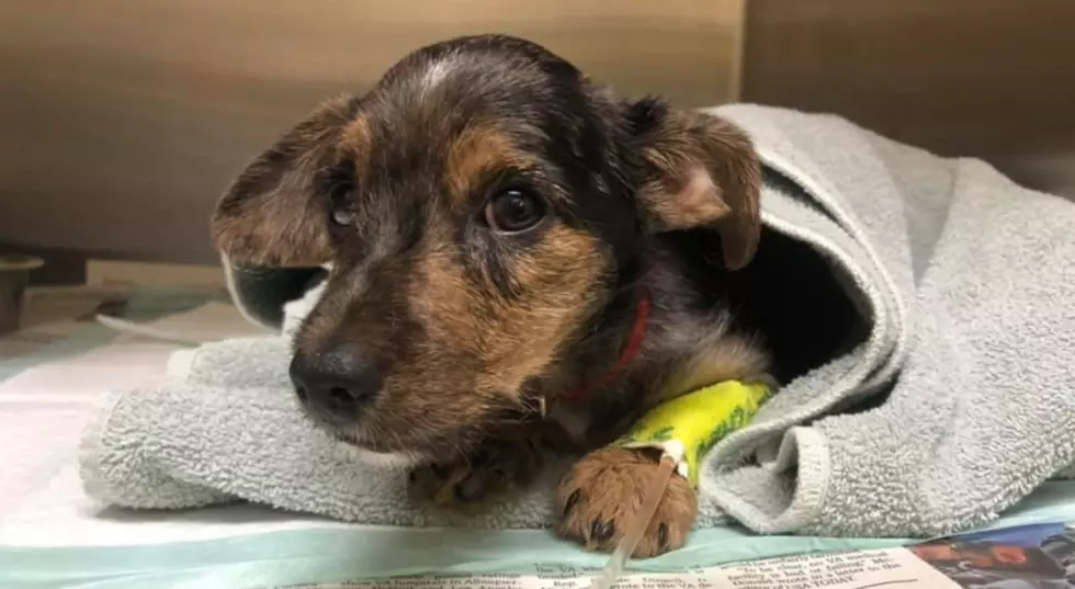 Evansville Rescue Needing Donations to Help Puppy Orphaned at 3-Days Old