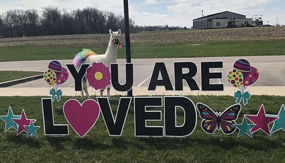 Meet The Llama That Makes No-Contact Outside-The-Window Visits During Covid-19