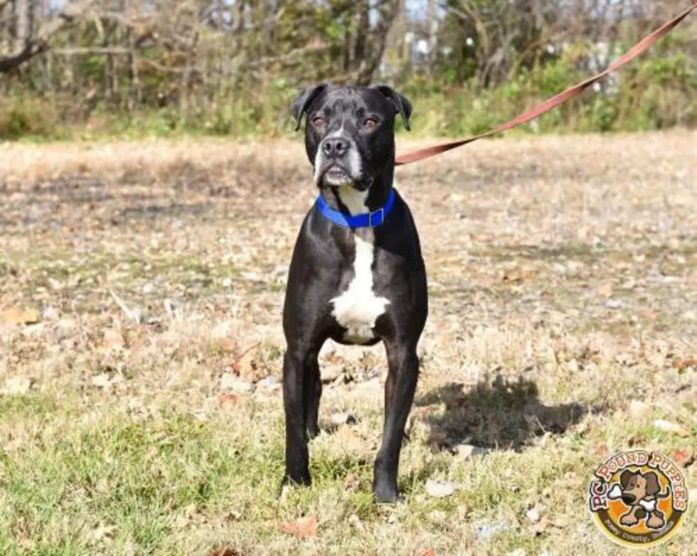 Ryder Deserves A Forever Home [GBF PC Pound Puppy Of The Week]