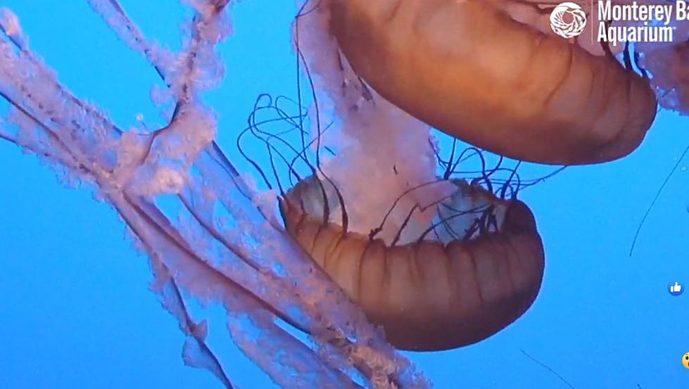 Relax and Watch Live Jelly Fish from Monterey Bay Aquarium