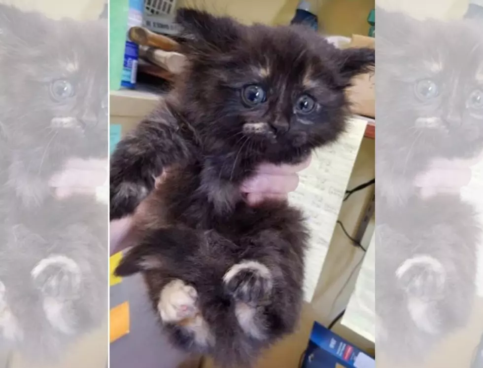 Posey Humane Society Caring for Kitten Who Was Tossed Out Car Window
