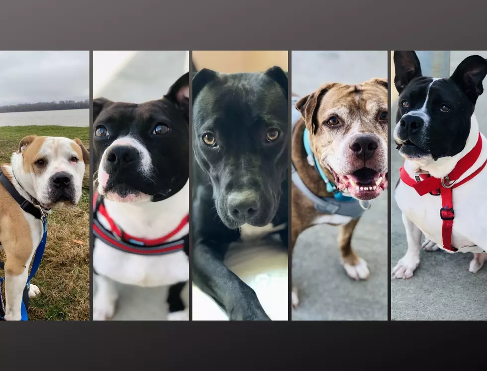 These Lucky Dogs Have Sponsored Adoption Fees