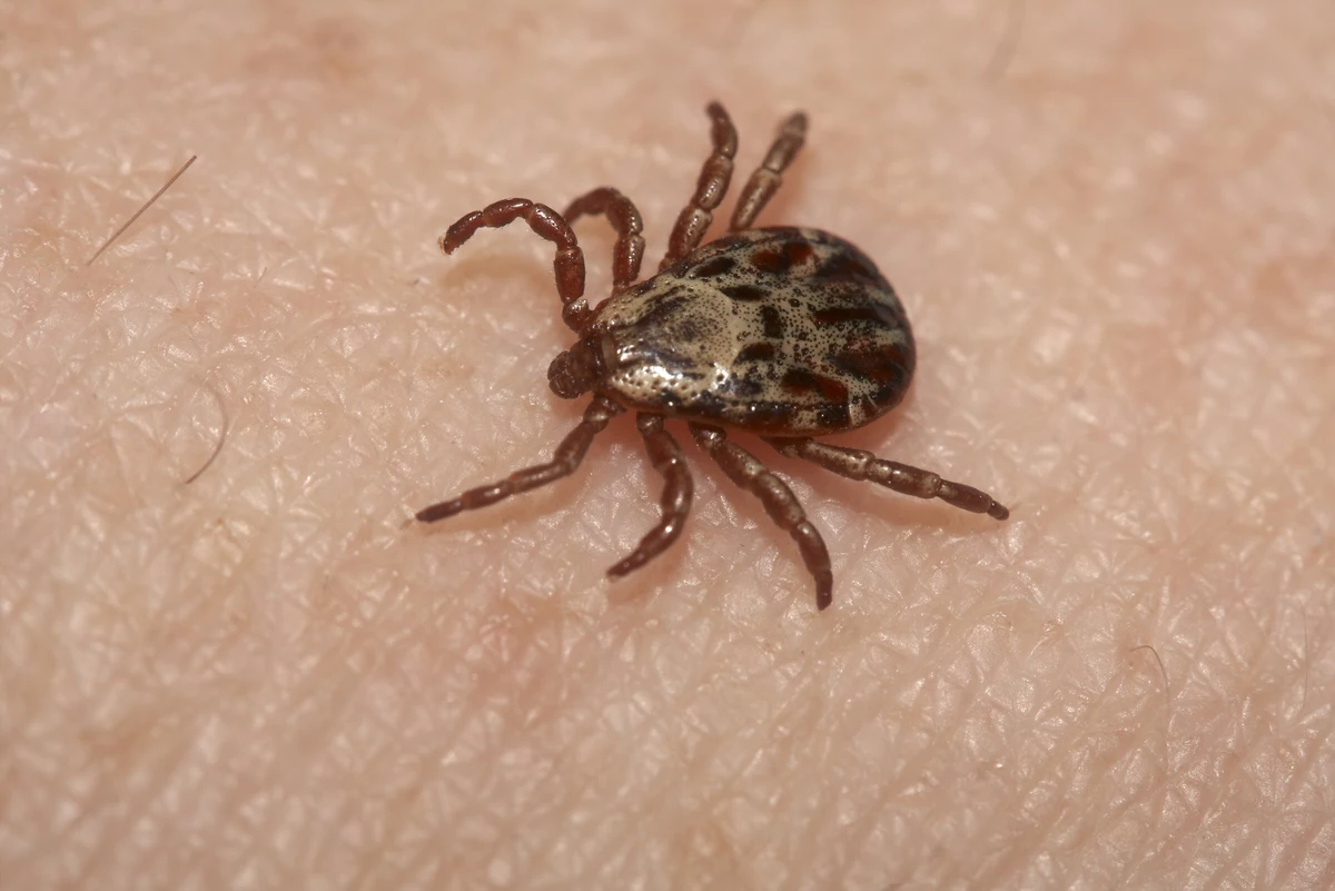 Find a Tick Crawling on You or Your Pet? Mail it to Purdue
