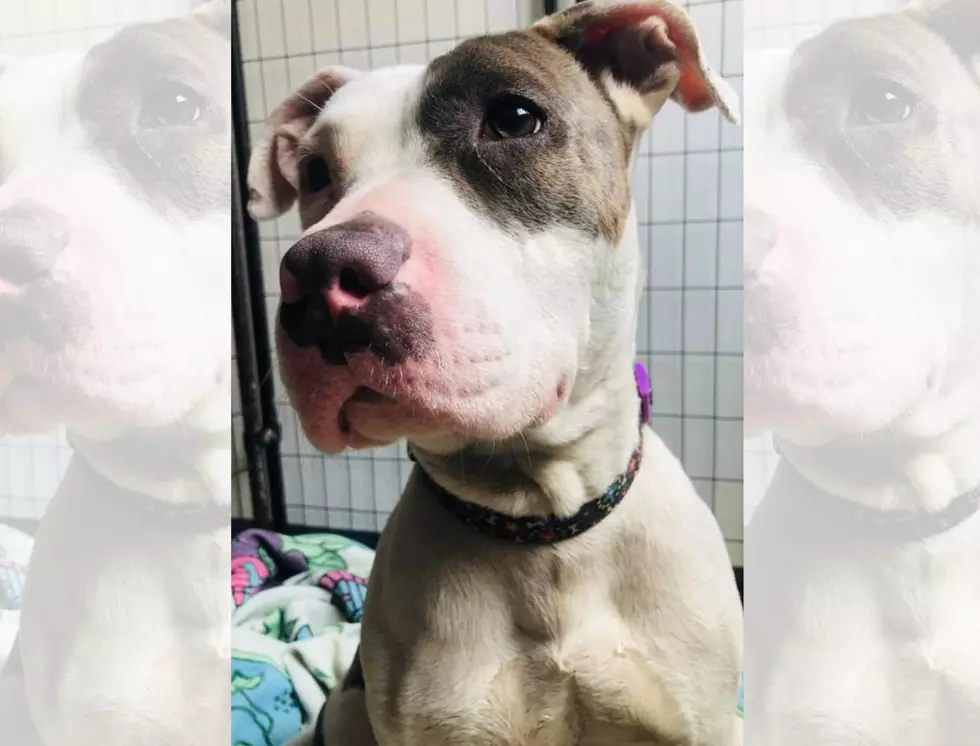 Evansville Rescue Needing Foster for Deaf Pit Mix