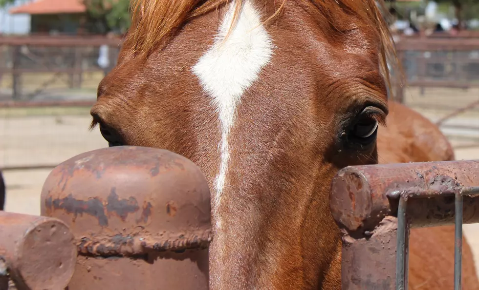 No, 52 Thoroughbred Horses Don&#8217;t Need Homes Because of COVID