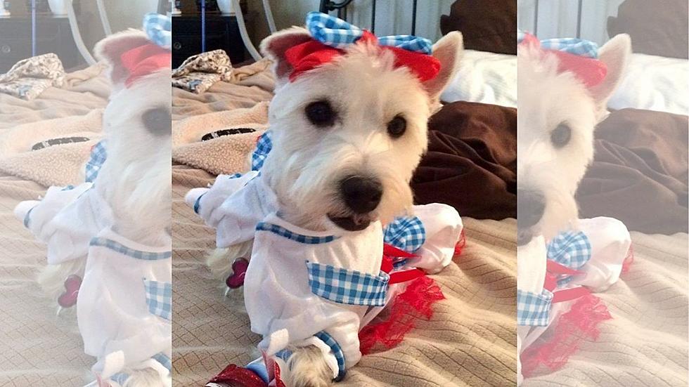 Joey The 3-Legged Westie Plays Dress Up & Needs A New Home PHOTOS