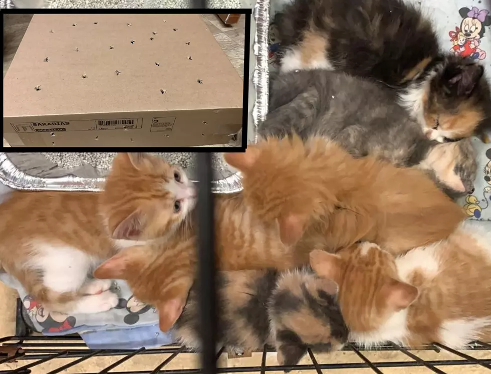 Evansville Rescue  Has Two Boxes of Kittens Dumped Now They Need Fosters