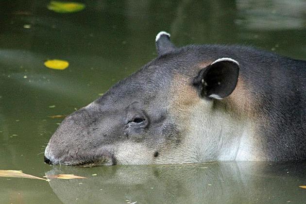 Mesker Park Zoo Says Goodbye to 26 Year Old Huey, the Baird&#8217;s Tapir