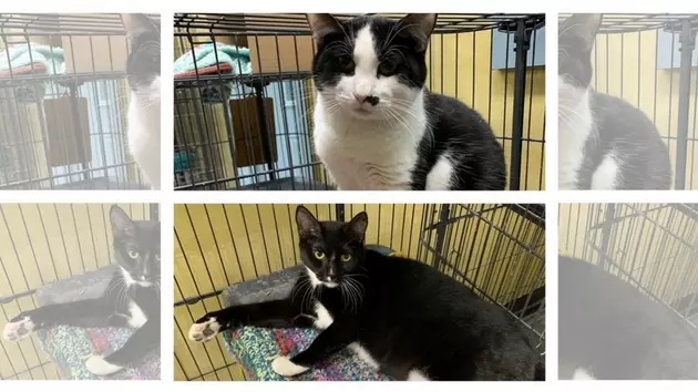 Lucy &#038; Charlie Are A Dynamic Duo [103 GBF Kitty of the Week]