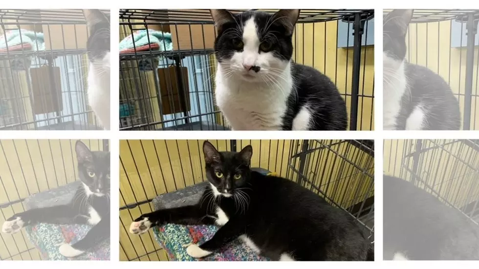 Nova & Charlie Are A Bonded Pair [103 GBF Kitty of the Week]