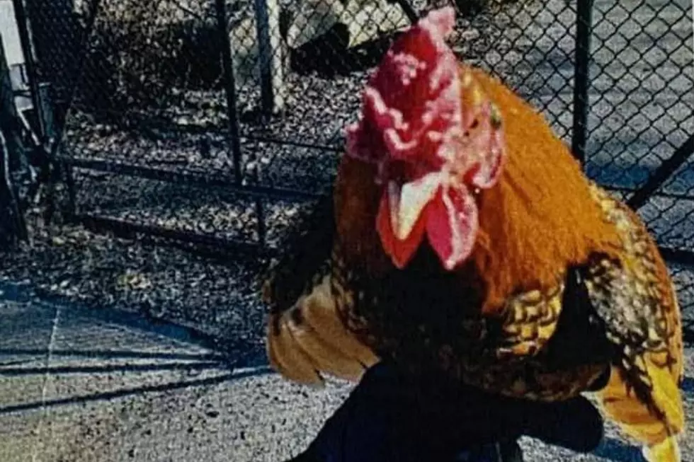Meet Cluck Norris He’s up for Adoption at Evansville Animal Control