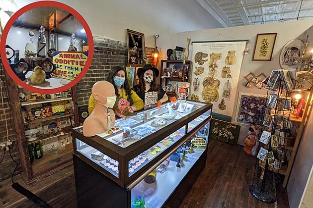 Henderson Kentucky  Oddities Shop Might Make Your Mother Squirm