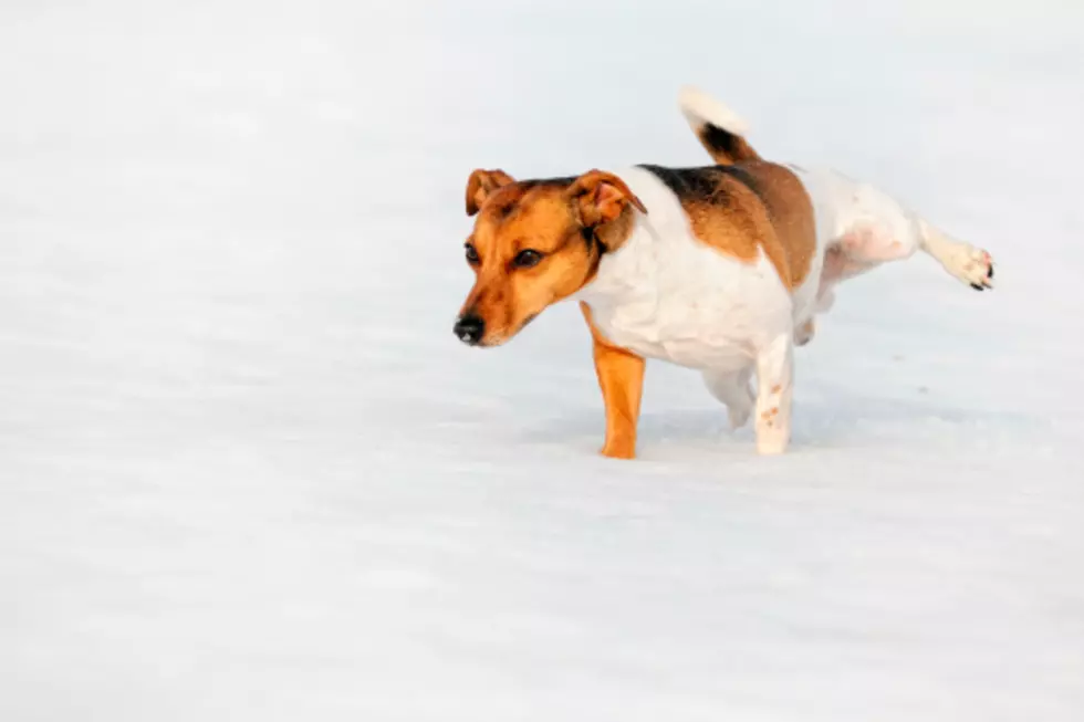 Protect Your Dog From The Snow With This Winter Life Hack