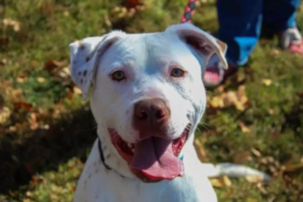 Make Smiley Travis Part Of Your Home [103 GBF PC Pound Puppy of the Week]