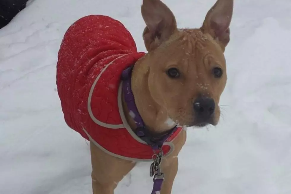 Here’s Ways to Keep Your Pets Safe in Freezing Temperatures