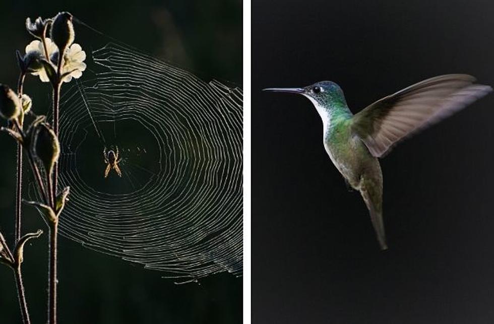 Spiders Play an Important Role in the Lives of Hummingbirds