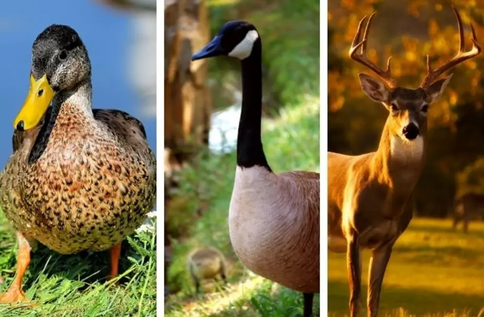 Indiana DNR Warns: Don&#8217;t Feed The Wildlife