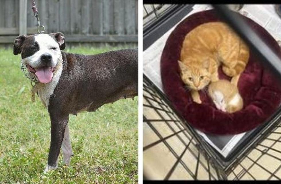 GBF Adoptable Dog & Cat Of The Week: Elsie & Momma
