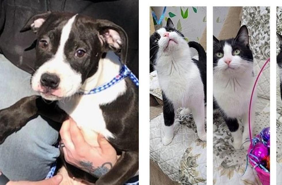 GBF Adoptable Dog &#038; Cat Of The Week: Meet Houdini &#038; Queen
