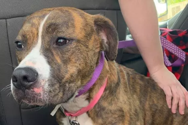 Evansville Business Finds Dog That was Dumped by Owners