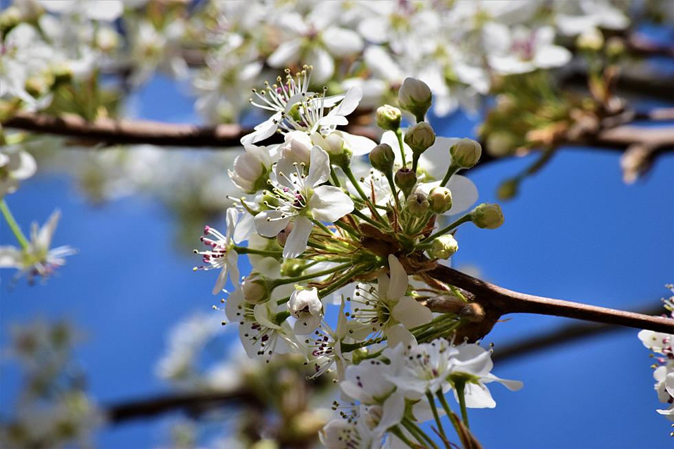 Before You Plant a Bradford Pear In Indiana Read This First