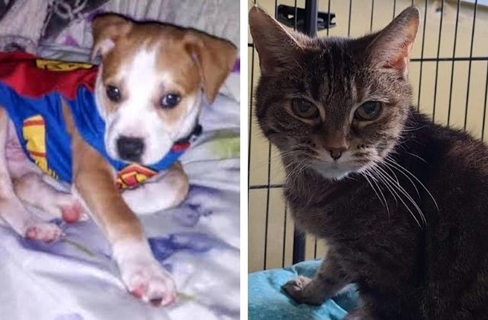 GBF Adoptable Dog & Cat Of The Week: Scooter & Nora