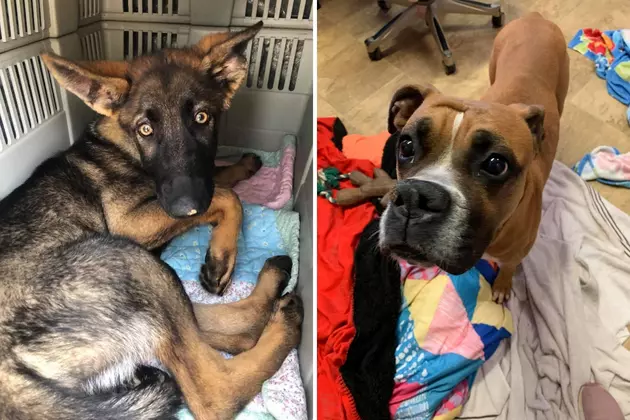 Evansville Rescue Needing Help With Vet Bills for Two Sick Dogs