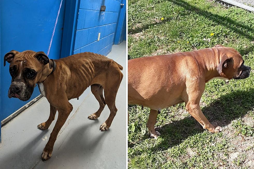 Neglected Dog is Now Healthy and Ready for Adoption Thanks to Evansville Animal Control