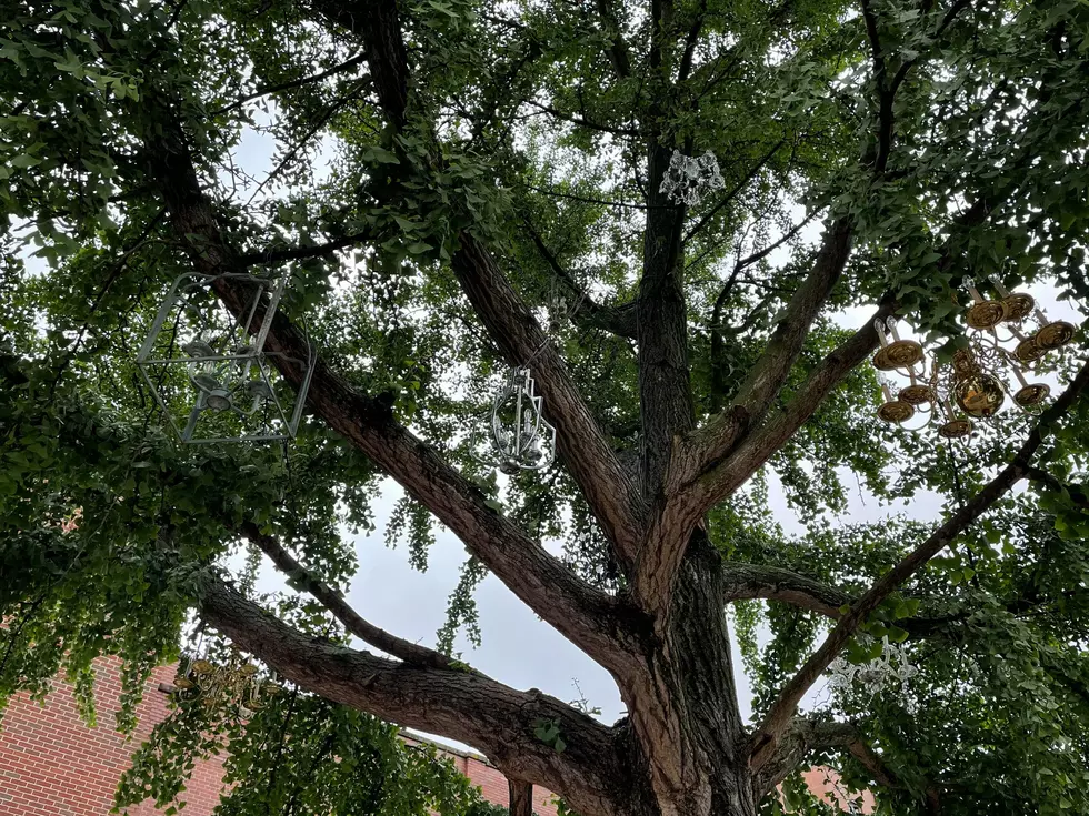 Unassuming Tree in Downtown Evansville is FULL of Chandeliers