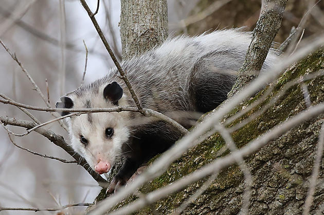 If You See a Baby Opossum it May Need Help Depending on the Size