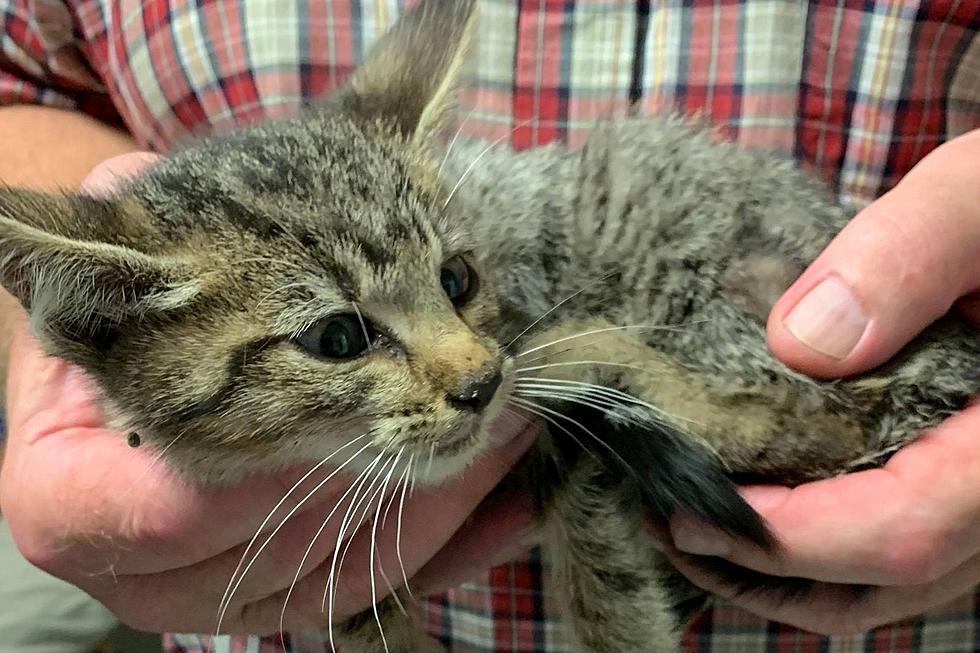 Warrick County Animal Control Needs Help With Sick Kitten’s Vet Bills