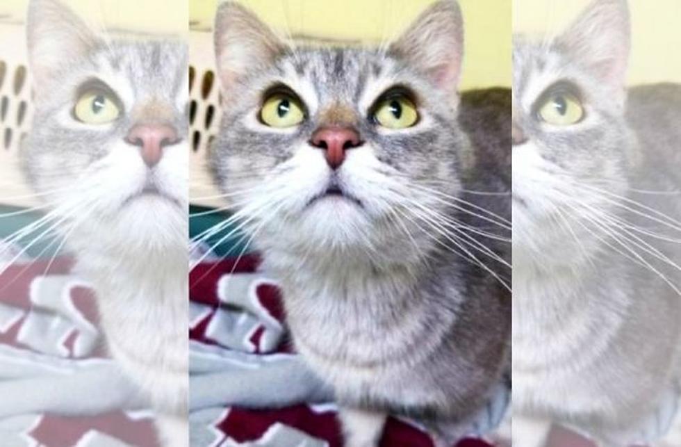 GBF Adoptable Cat Of The Week: Grace