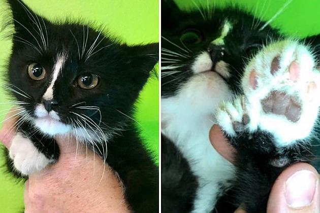 It Takes a Village Looking for a home for a Polydactyl Kitten