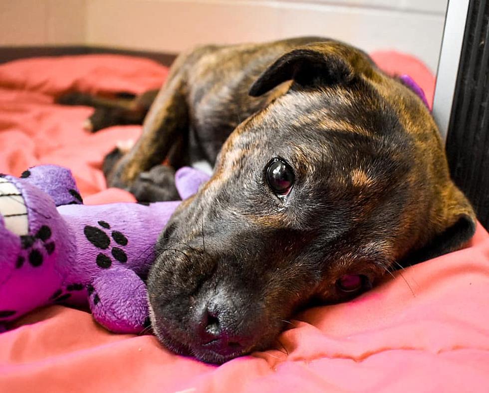 Vanderburgh Humane Society is Needing Donations for Sweet Pup with a Broken Leg
