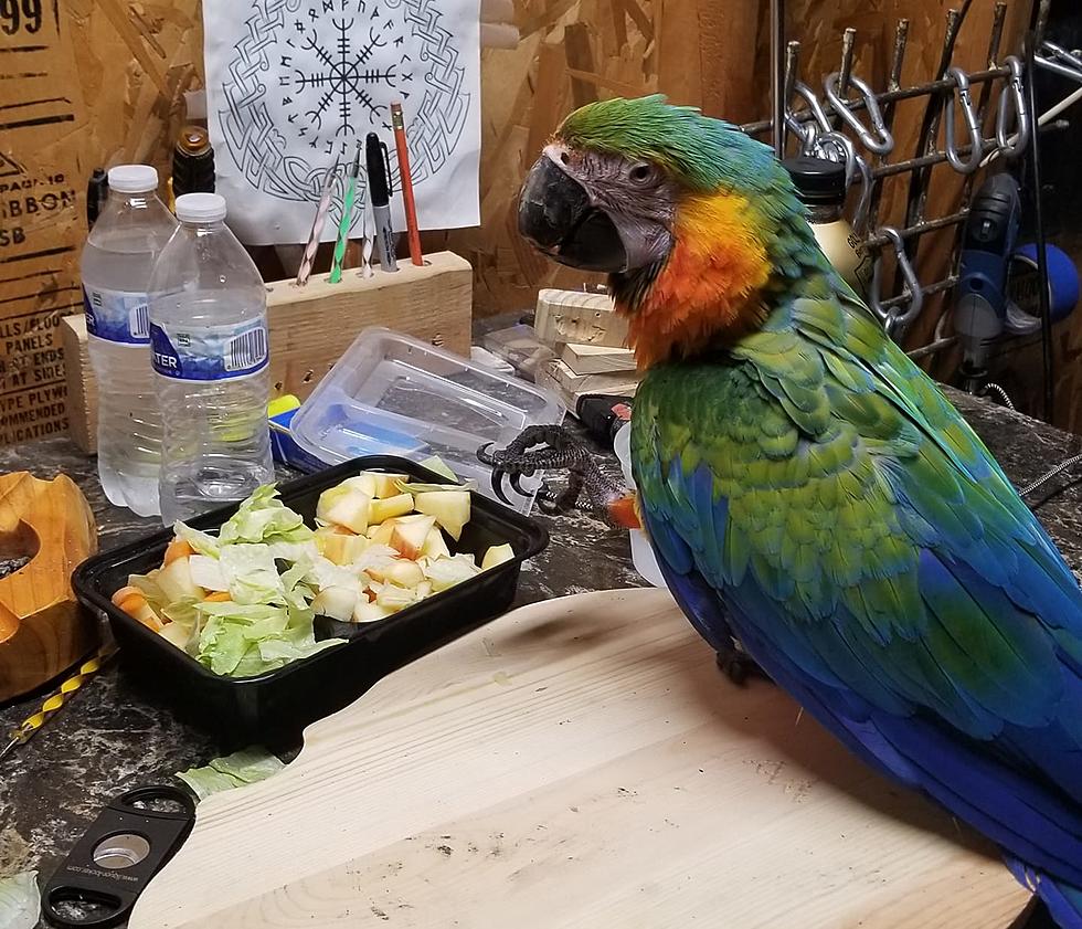 Happy Ending for Stray Parrot That Landed in Indiana Couple’s Garage