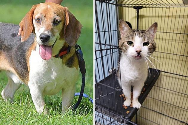 GBF Adoptable Dog &#038; Cat Of The Week: Twix &#038; Lavender