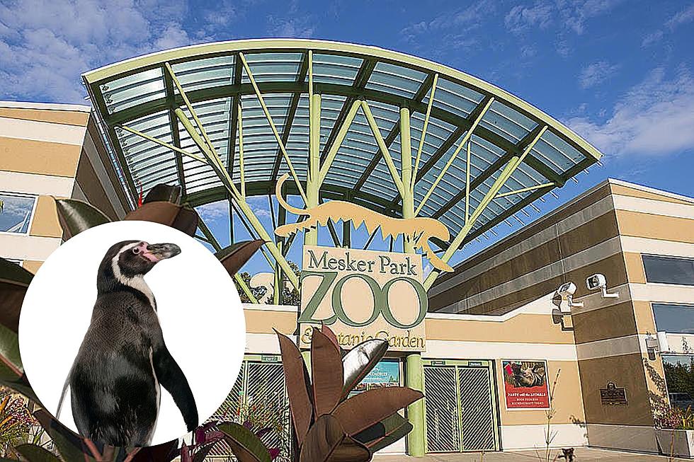 Eat Pizza and Support the Penguins Coming to Mesker Park Zoo at the Same Time