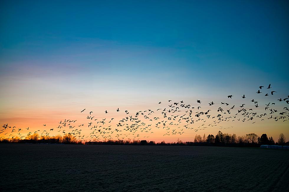 Easy Way You Can Help Millions of Birds Migrate Safely Over IN, IL, & KY