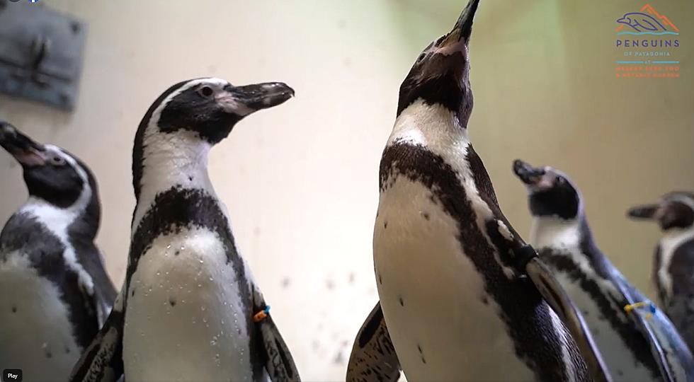 There’s Officially Penguins in Evansville as Mesker Park Zoo Introduces us to their Newest Residents [VIDEO]