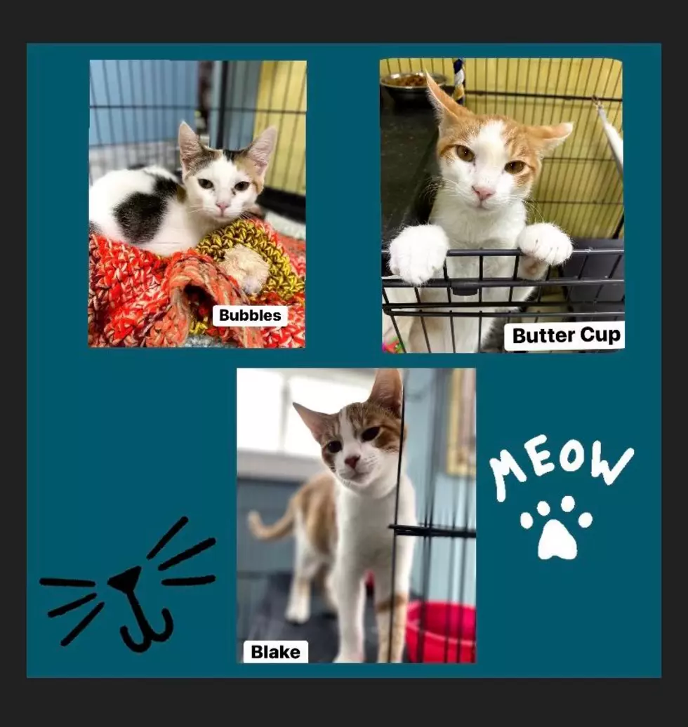 Posey Humane Society