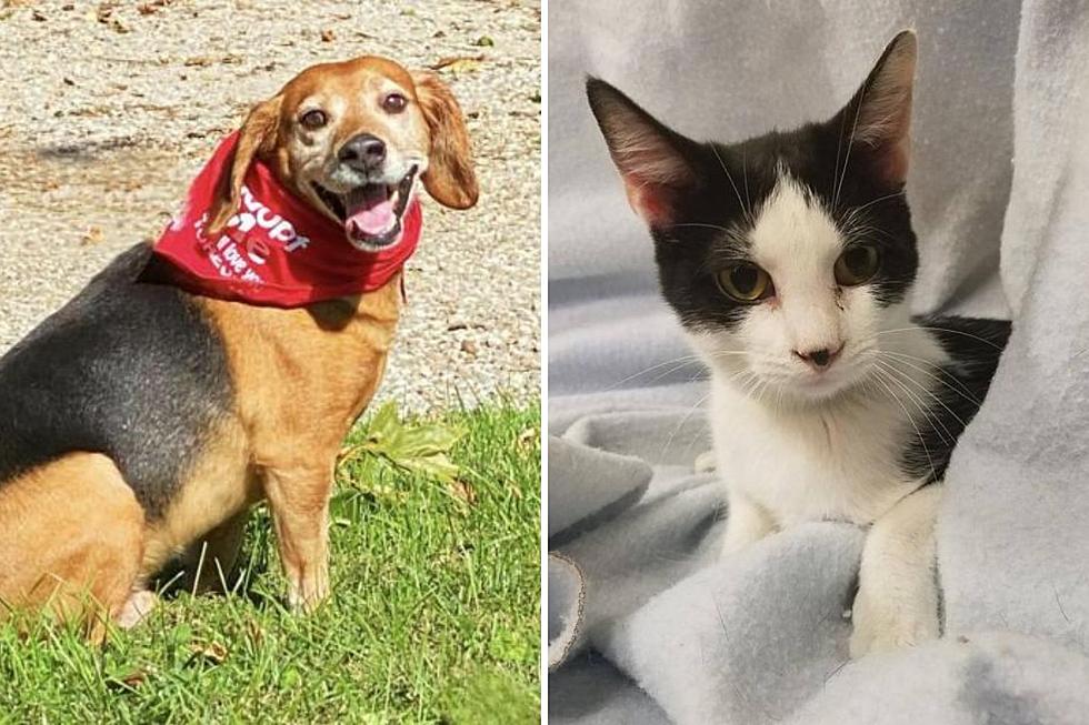 Indiana Adoptable Dog &#038; Cat Of The Week: Red &#038; Swan