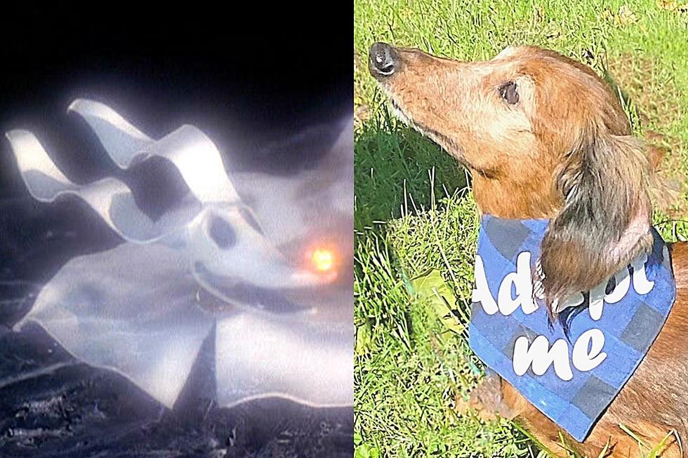 Adoptable Dog in Southern Indiana Looks Just Like a Real Version of Zero from &#8216;The Nightmare Before Christmas&#8217; [GALLERY]