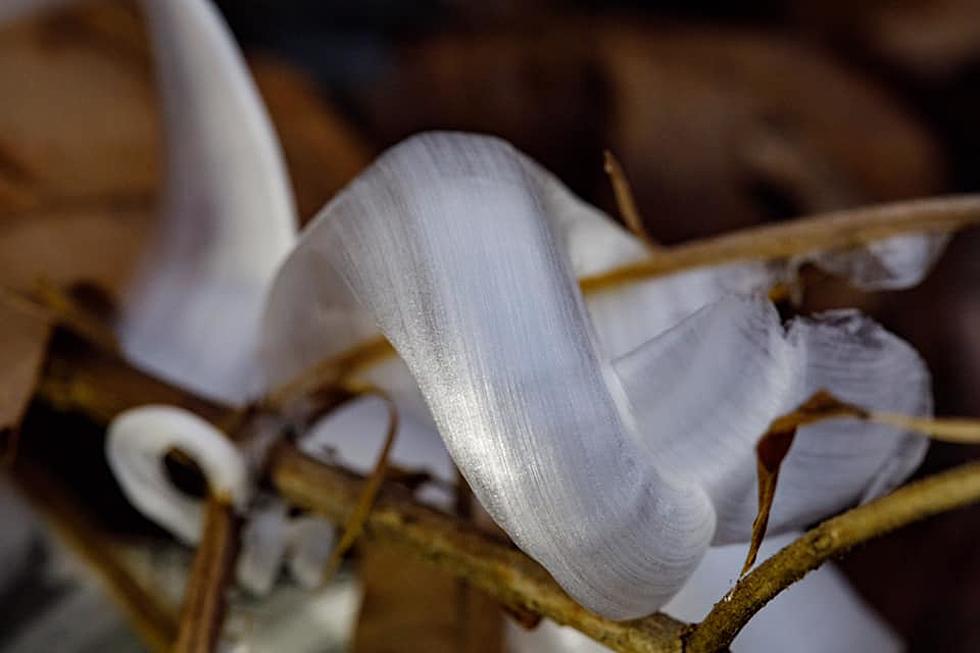 Keep An Eye Out for &#8220;Frost Flowers&#8221; Like The Ones Photographed in Illinois