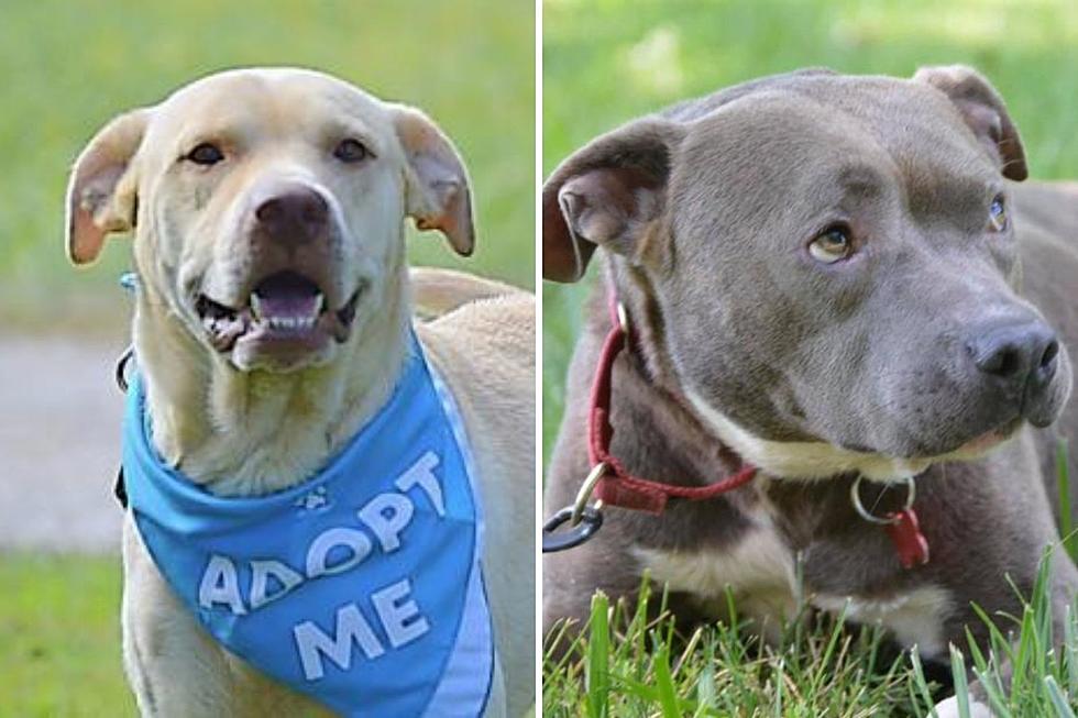 Meet Winnie & Banjo – Two Adoptable Dogs from Southern Indiana