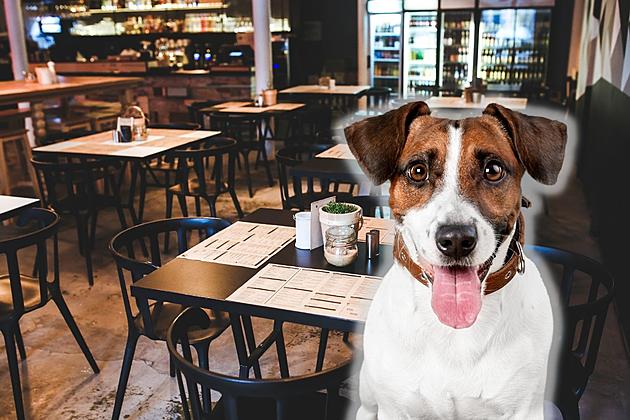 New Bill Could Allow Owners to Bring Their Dogs Into Kentucky Restaurants
