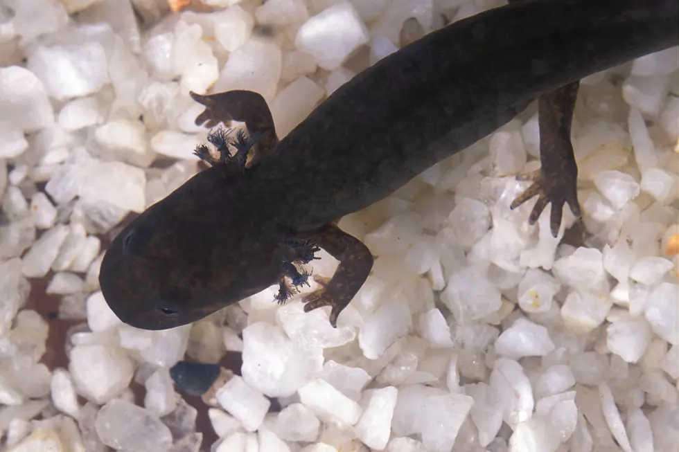 Amphibian