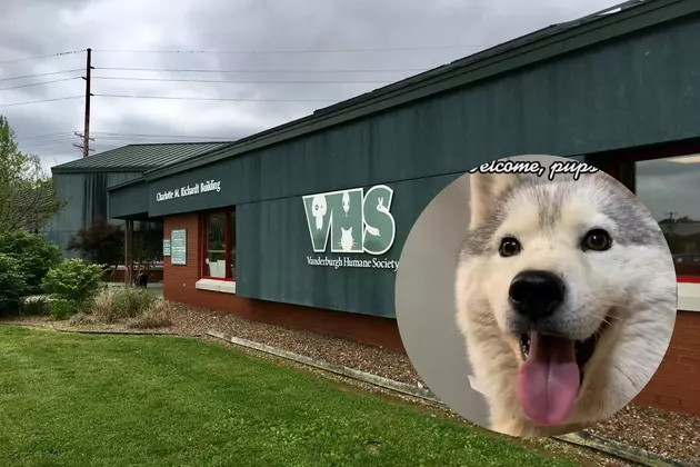 Dogs Rescued from a Kentucky Puppy Mill are Safe at Evansville Shelter